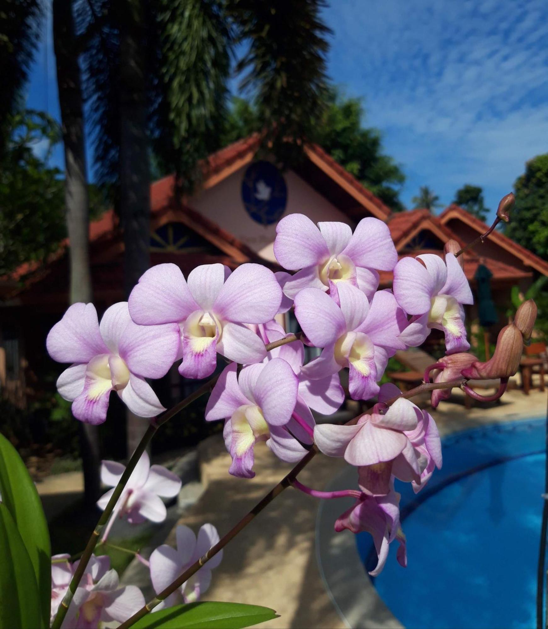 The Pace Phuket Boutique Resort Rawai Екстер'єр фото
