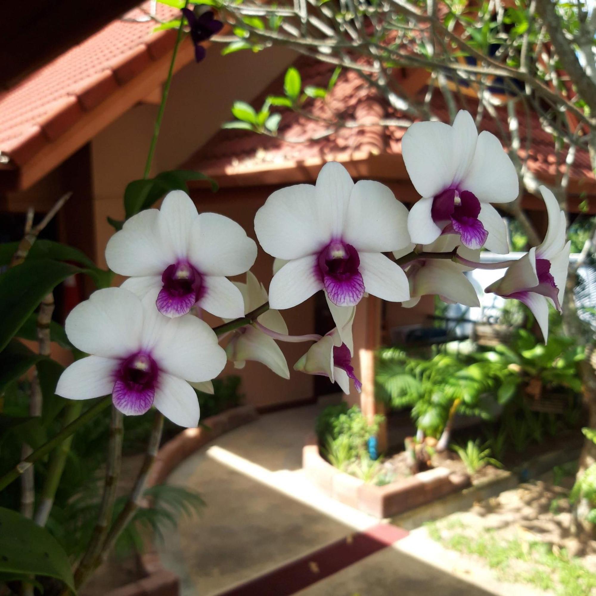 The Pace Phuket Boutique Resort Rawai Екстер'єр фото